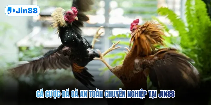 Đá gà JIN88 - Jin88 - hình ảnh - lxqvvkikh.top