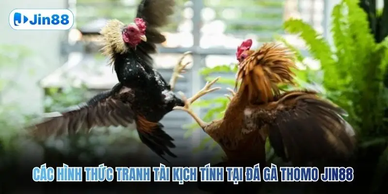 Đá Gà Thomo JIN88 – Quy Tụ 10+ Trận Đấu Mỗi Ngày - hình ảnh - lxqvvkikh.top