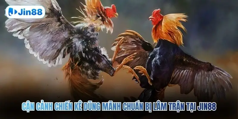 Đá Gà Cựa Sắt JIN88 – Đấu Trường Chân Thực Top 1 2026 - hình ảnh - lxqvvkikh.top
