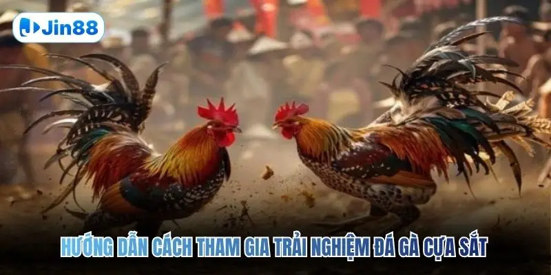Đá Gà Cựa Sắt JIN88 – Đấu Trường Chân Thực Top 1 2026 - hình ảnh - lxqvvkikh.top