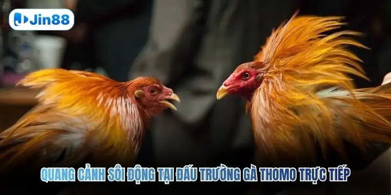 Đá Gà Thomo JIN88 – Quy Tụ 10+ Trận Đấu Mỗi Ngày - hình ảnh - lxqvvkikh.top