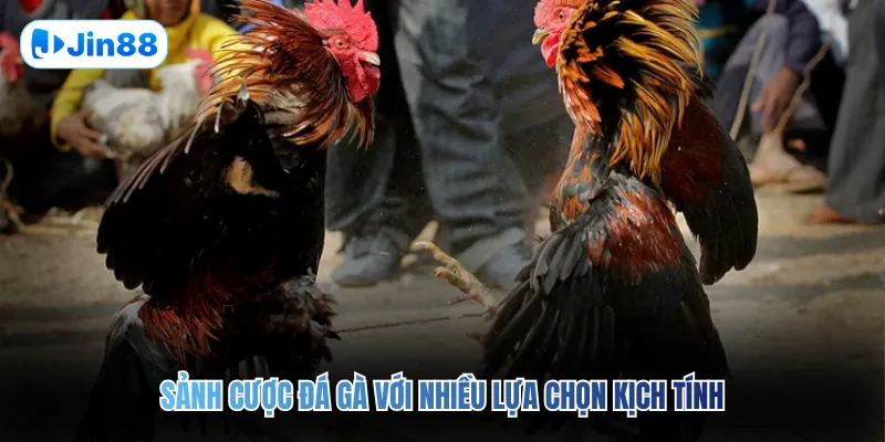 Đá gà JIN88 - Jin88 - hình ảnh - lxqvvkikh.top