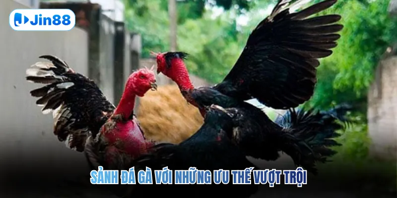 Đá gà JIN88 - Jin88 - hình ảnh - lxqvvkikh.top